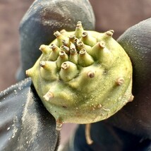 【Lj_plants】102「実生」ユーフォルビア グロブリカウリス/Euphorbia globulicaulis 厳選株 塊根植物 希少株 _画像2