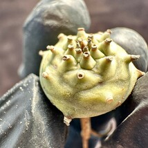 【Lj_plants】102「実生」ユーフォルビア グロブリカウリス/Euphorbia globulicaulis 厳選株 塊根植物 希少株 _画像3