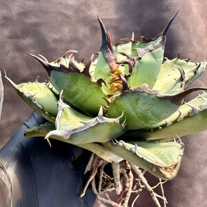 【Lj_plants】112 アガベ チタノタ 狂戦士 Agave titanota 極美株 極上大株