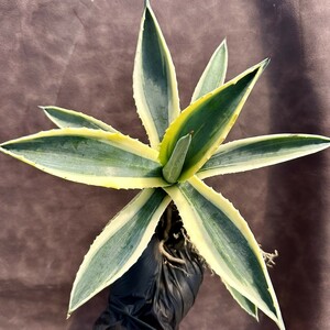 【Lj_plants】 142 アガベ アメリカーナ 斑入り 黄覆輪斑 縞斑 極上美株 