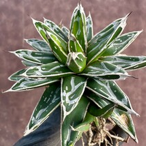 【Lj_plants】221 アガベ 多肉植物 児玉笹の雪 特濃白 極上株 付子株同梱_画像3