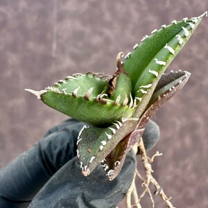 【Lj_plants】224アガベ チタノタ 南アフリカダイヤモンド 短い葉強白棘 陽炎 極上子株 