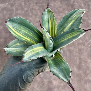 【Lj_plants】285 多肉植物アガベ フェロックス錦 鮮明錦 極上錦 縞斑 美株 