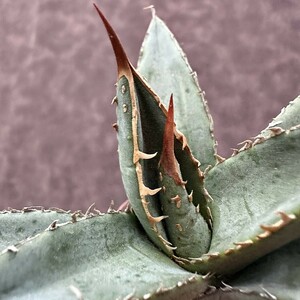 【Lj_plants】W308 アガベ 帝君 agave emperor 濃密タイプの背棘 好適株