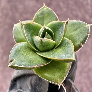 【Lj_plants】W336 多肉植物アガベ 王妃A型 笹の雪 発根済み 丸い叶 コンパクト包葉形 極上美株