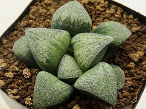 ■[Y042]シルビアエ×スーパースター　実生　未繁殖　ヤマト運輸 【多肉植物　Haworthia　ハオルチア　ハオルシア】