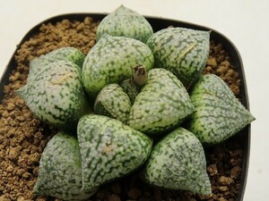 ■[Y045]ピクタ大型実生×塚原白雪姫　実生　未繁殖　ヤマト運輸 【多肉植物　Haworthia　ハオルチア　ハオルシア】