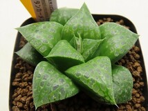 ■[Y029]ツタンカーメン　ヤマト運輸 【多肉植物　Haworthia　ハオルチア　ハオルシア】_画像1