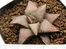 ■[Y008]シルバータランチュラ　ヤマト運輸 【多肉植物　Haworthia　ハオルチア　ハオルシア】_画像2