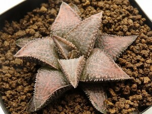 ■[Y008]シルバータランチュラ　ヤマト運輸 【多肉植物　Haworthia　ハオルチア　ハオルシア】