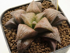 ■[Y113]スーパーギャラクシーS×ABR　実生　未繁殖　ヤマト運輸 【多肉植物　Haworthia　ハオルチア　ハオルシア】