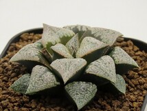 ■[Y116]パルテノンA×インペリアル　実生　未繁殖　ヤマト運輸 【多肉植物　Haworthia　ハオルチア　ハオルシア】_画像3