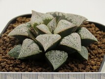 ■[Y116]パルテノンA×インペリアル　実生　未繁殖　ヤマト運輸 【多肉植物　Haworthia　ハオルチア　ハオルシア】_画像4