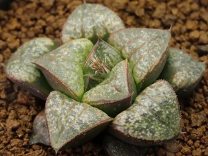 ■[Y063]仮面舞踏会×GM452　IK　No2　　実生　未繁殖　ヤマト運輸 【多肉植物　Haworthia　ハオルチア　ハオルシア】