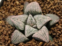 ■[Y054]ジパング×アンジュ　実生　未繁殖　ヤマト運輸 【多肉植物　Haworthia　ハオルチア　ハオルシア】_画像1