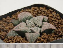 ■[Y054]ジパング×アンジュ　実生　未繁殖　ヤマト運輸 【多肉植物　Haworthia　ハオルチア　ハオルシア】_画像4