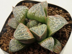 ■[Y051]アルミナムスター実生×ビエラ　実生　未繁殖　ヤマト運輸 【多肉植物　Haworthia　ハオルチア　ハオルシア】