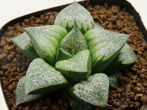 ■[Y050]仮面舞踏会×GM452　IK　No2　　実生　未繁殖　ヤマト運輸 【多肉植物　Haworthia　ハオルチア　ハオルシア】