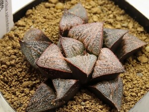 ■[W060]雪景色×Nice parent 実生　未繁殖　ヤマト運輸 【多肉植物　Haworthia　ハオルチア　ハオルシア】