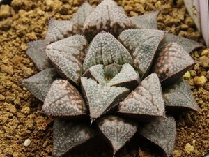 ■[W054]氷の世界×ブーメランBig　実生　未繁殖　ヤマト運輸 【多肉植物　Haworthia　ハオルチア　ハオルシア】