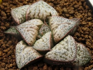 ■[W043]葵スプレンデンス×GM452-TM　実生　未繁殖　ヤマト運輸 【多肉植物　Haworthia　ハオルチア　ハオルシア】