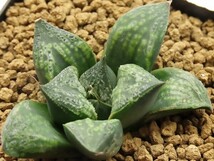 ■[W038]古都姫葵2F　ヤマト運輸 【多肉植物　Haworthia　ハオルチア　ハオルシア】_画像1