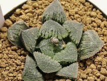 ■[W034]七福神　ヤマト運輸 【多肉植物　Haworthia　ハオルチア　ハオルシア】_画像1