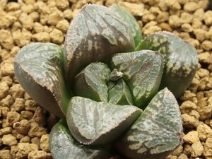 ■[W019]Black&White ブラック&ホワイト　ヤマト運輸 【多肉植物　Haworthia　ハオルチア　ハオルシア】