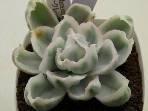 ■[W199]バークレー錦　ヤマト運輸 【多肉植物　Echeveria　エケベリア】