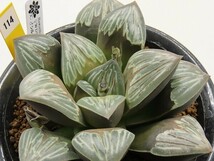 ■[Y114]WDWA×シルバームチカ　実生　未繁殖　ヤマト運輸 【多肉植物　Haworthia　ハオルチア　ハオルシア】_画像1