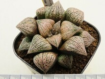 ■[Y106]百猿×塚原白雪姫　実生　未繁殖　ヤマト運輸 【多肉植物　Haworthia　ハオルチア　ハオルシア】_画像4