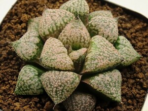 ■[Y056]赤星×迷路　実生　未繁殖　ヤマト運輸 【多肉植物　Haworthia　ハオルチア　ハオルシア】