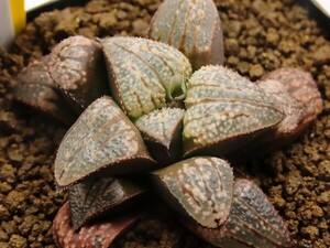 ■[Y052]ティファニー×ビエラ　実生　未繁殖　ヤマト運輸 【多肉植物　Haworthia　ハオルチア　ハオルシア】