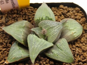 ■[Y022]永-63　ヤマト運輸 【多肉植物　Haworthia　ハオルチア　ハオルシア】