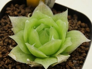 ■[Y015]lockwoodii CL1 Near Laingsburg　ロックウッディ　ヤマト運輸 【多肉植物　Haworthia　ハオルチア　ハオルシア】