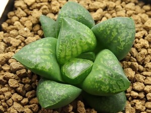 ■[Y010]仮面舞踏会　ヤマト運輸 【多肉植物　Haworthia　ハオルチア　ハオルシア】