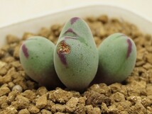 ■[Y168]chauviniae 'Valentine' バレンタイン　ヤマト運輸 【多肉植物　Conophytum　コノフィツム】_画像3