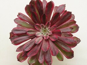 ■[Y204]パープルヘイズ錦　ヤマト運輸 【多肉植物　Aeonium　アエオニウム】