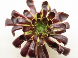 ■[Y202]Super Bang スーパーバング　ヤマト運輸 【多肉植物　Aeonium　アエオニウム】