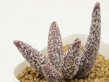 ■[W176]filicaulis hyb filicaulis×Clanwilliam　ヤマト運輸 【多肉植物　Adromischus アドロミスクス】_画像1