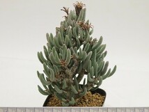 ■[W150]buchholzianus ブックホルジアヌス　ヤマト運輸 【多肉植物　Tylecodon　チレコドン】_画像5