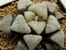 ■[W108]ピグマエア錦×葵スプレンデンス　実生　未繁殖　ヤマト運輸 【多肉植物　Haworthia　ハオルチア　ハオルシア】_画像1