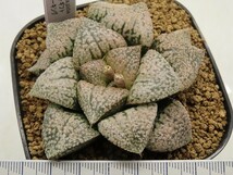 ■[W111]ホワイトギフト×タイガーキング　実生　未繁殖　ヤマト運輸 【多肉植物　Haworthia　ハオルチア　ハオルシア】_画像4