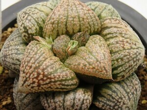 ■[W098]グレースレディ　ヤマト運輸 【多肉植物　Haworthia　ハオルチア　ハオルシア】