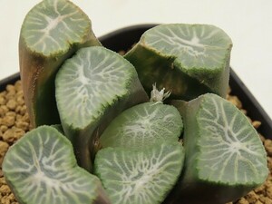 ■[W094]FM 1-30　ヤマト運輸 【多肉植物　Haworthia　ハオルチア　ハオルシア】