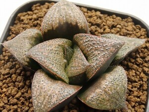 ■[W081]ビッグダディ　ヤマト運輸 【多肉植物　Haworthia　ハオルチア　ハオルシア】