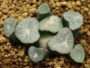 ■[W078]安寿×宵闇　実生　未繁殖　ヤマト運輸 【多肉植物　Haworthia　ハオルチア　ハオルシア】