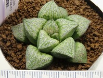 ■[W074]MTKGM452×孫悟空実生　実生　未繁殖　ヤマト運輸 【多肉植物　Haworthia　ハオルチア　ハオルシア】_画像4