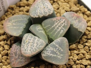 ■[W055]特大グロエネ×グロエネワルディ CL1　実生　実生　ヤマト運輸 【多肉植物　Haworthia　ハオルチア　ハオルシア】