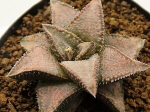 ■[W036]シルバータランチュラ　ヤマト運輸 【多肉植物　Haworthia　ハオルチア　ハオルシア】